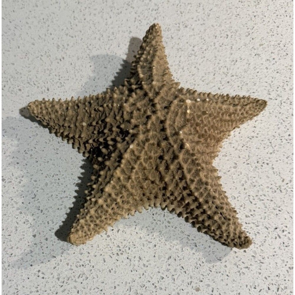 Knobby Starfish & Lightening Whelk Great Condition